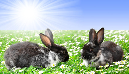 Cute Rabbits in Grass