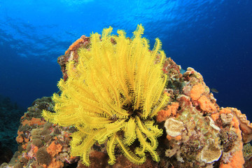 Featherstars on coral reef