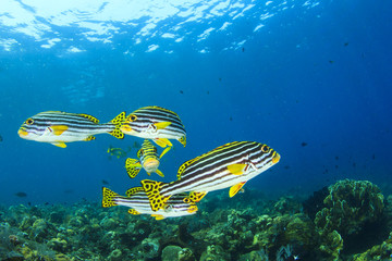 School of Fish: Oriental Sweetlips