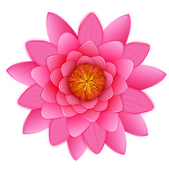 Beautiful pink lotus or waterlily flower isolated on white