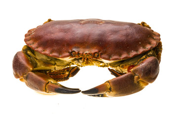 Raw crab