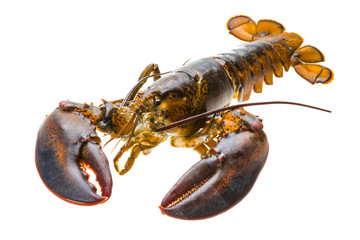 Raw lobster
