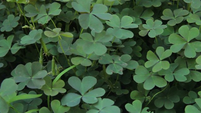 clover petals
