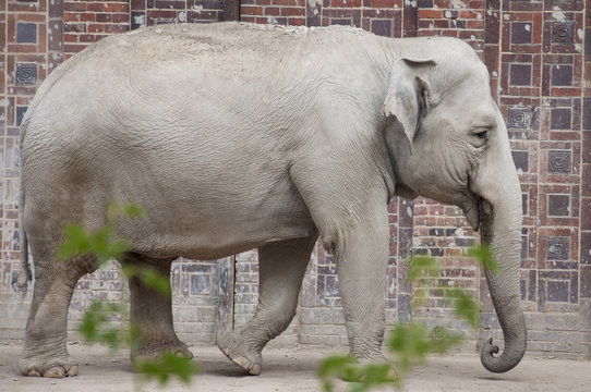 An Asian or Asiatic Elephant