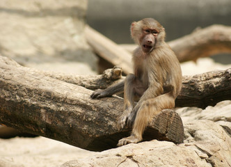 Baboon sitting on a log