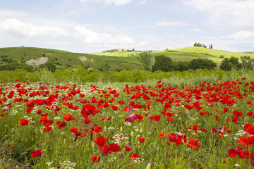 spring in Tuscany, landscape with poppies