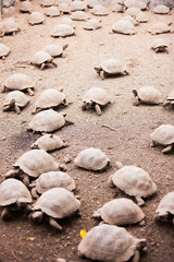 Fototapeta na wymiar Babies of Galapagos giant tortoises