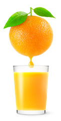 Isolated drink. Fruit with a drop of juice over glass of fresh orange juice isolated on white background