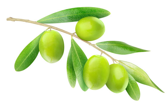 Isolated olive branch. Tree branch with leaves and green fruits isolated on white background