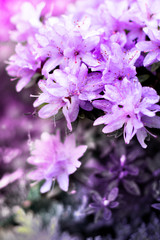Fototapeta na wymiar beautiful spring floral background 