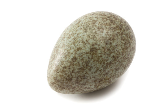 Magpie Egg