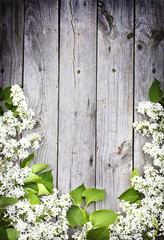 lilac on a wooden surface/ Spring flower background