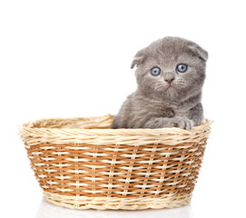Fototapeta na wymiar little british shorthair kitten sitting in basket. isolated 