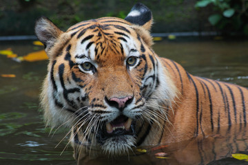 Fototapeta na wymiar Sumatrian Tiger