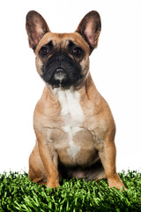 Französische Bulldogge