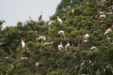 Color storks