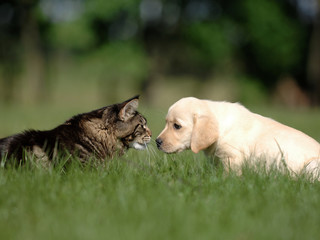dog and cat friendship - meeting