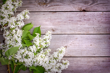  lilac on a wooden surface/ Spring flower background