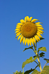 Sunflower on a background of blue sky. The bright colors of summ