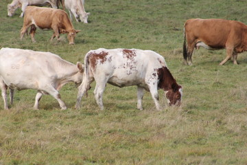 Cows in Pasture