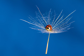 Red lady bug sit on a wet floating dandoline