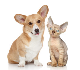 Portrait of a pembroke and devon rex kitten