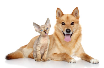 Devon rex kitten and  Finnish spitz on white background