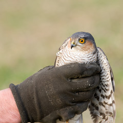 Krogulec zwyczajny trzymany w ręku © nestonik