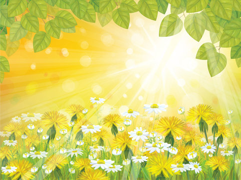 Vector sunshine background with branches of  leaves,  chamomiles