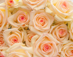 Ivory with pink center roses