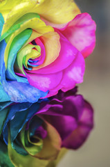 Fototapeta na wymiar Rainbow Rose with Reflection