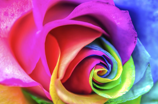 Rainbow Rose Macro