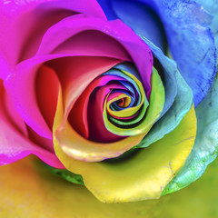 Obraz na płótnie Canvas Rainbow Rose