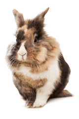 Two and half year Dwarf Rabbit over white background