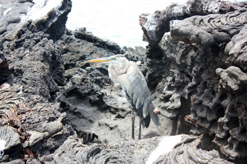 Great Blue Heron - Airone azzurro maggiore delle Galapagos, Ardea herodias