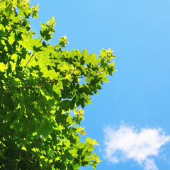 Maple tree