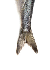 tail herring on white background