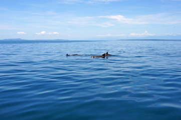 Obraz premium Swimming dolphins in calm sea