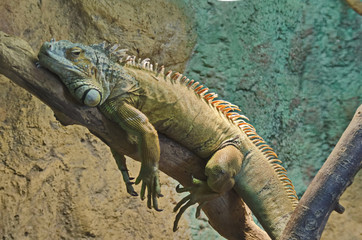 Iguana resting on tree trunk in the zoo