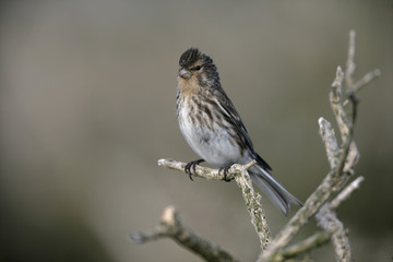 Twite, Carduelis flavirostris