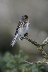 Twite, Carduelis flavirostris