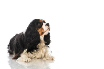 Cavalier King Charles Spaniel