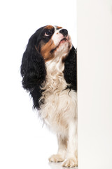 Fototapeta premium Cavalier King Charles Spaniel