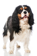 Cavalier King Charles Spaniel