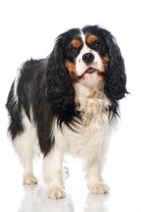 Cavalier King Charles Spaniel