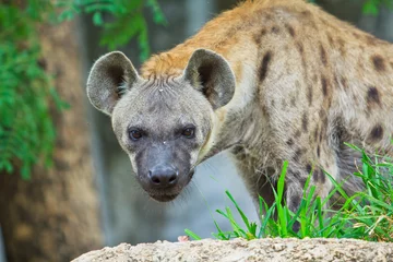 Tuinposter Hyena © Photo Gallery