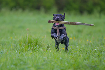 Dog retrieving a stick