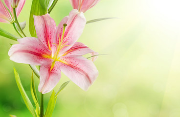 Pink lilies background