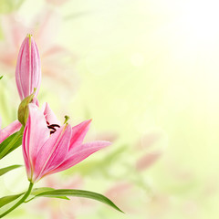 Pink lilies background