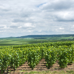 Fototapeta na wymiar Winnica krajobraz, Montagne de Reims, Francja